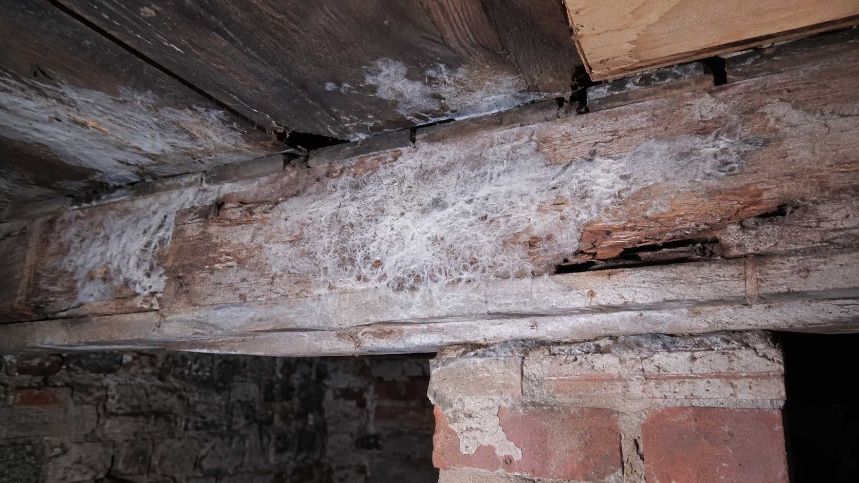 Timber and building detail relevant to dry rot mycelium