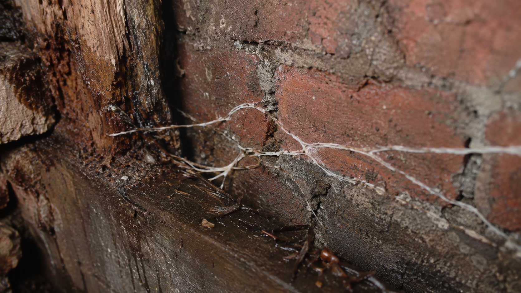 Dry rot strands crossing damp masonry beside decayed timber