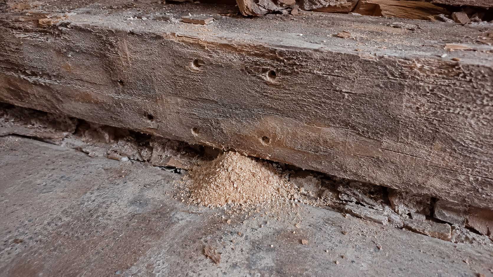 Fresh frass beneath wood-boring beetle exit holes in timber